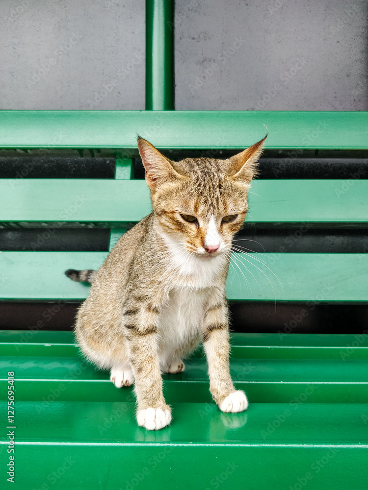 Tabby cat with white paws sits quietly on a green bench, gazing downward against a dark textured background, capturing a calm and thoughtful feline moment.