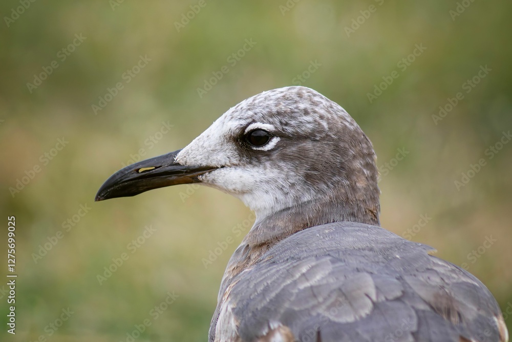 Close-up of a seagull with a blurred green background. Close-up of a seagull with a blurred green background.