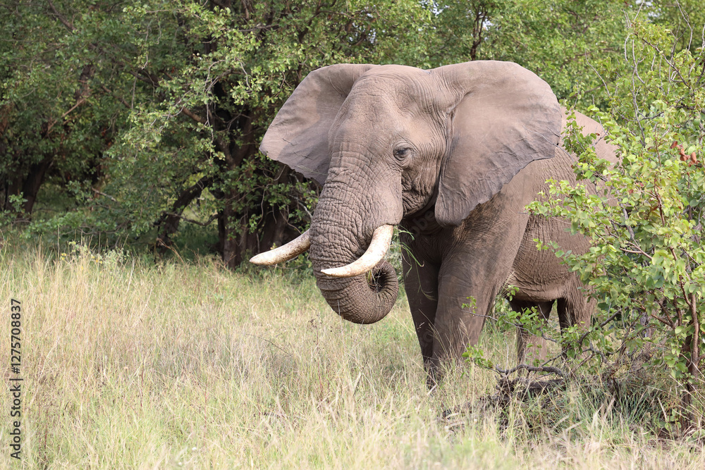 Fototapeta premium Afrikanischer Elefant / African elephant / Loxodonta africana