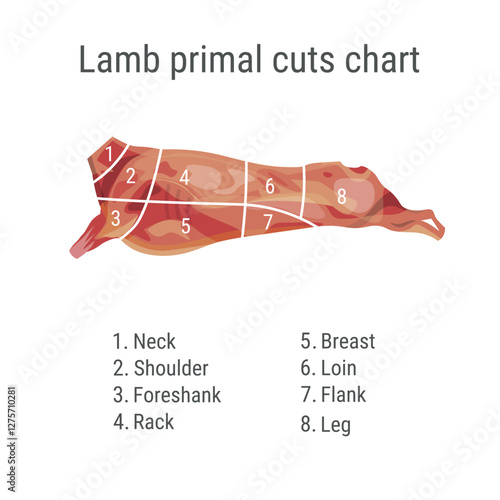 Cuts of lamb. Sheep meat cutting diagram. Schema for a butcher shop. Vector illustration isolated on a white background