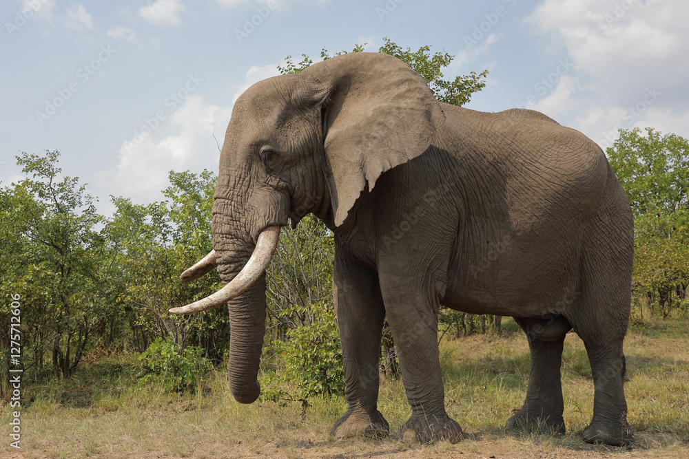 Fototapeta premium Afrikanischer Elefant / African elephant / Loxodonta africana