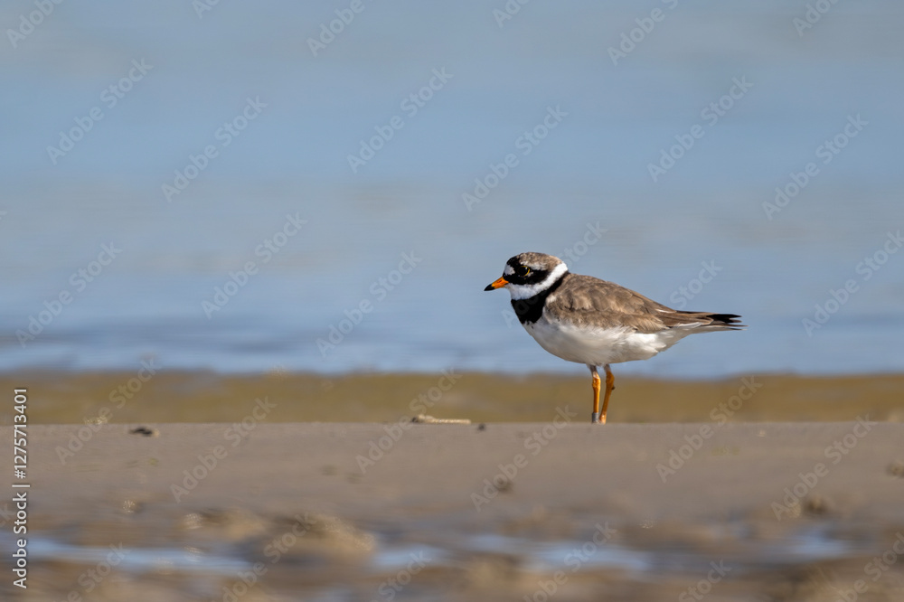 Sandregenpfeifer hält Auschau am Strand von Helgoland Sandregenpfeifer hält Auschau am Strand von Helgoland