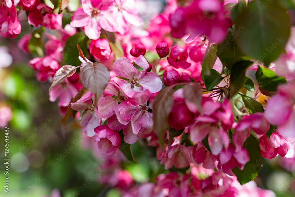 decorative apple tree in bloom, spring day decorative apple tree in bloom, spring day