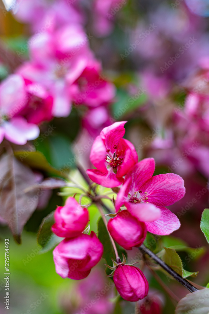 decorative apple tree in bloom, spring day decorative apple tree in bloom, spring day