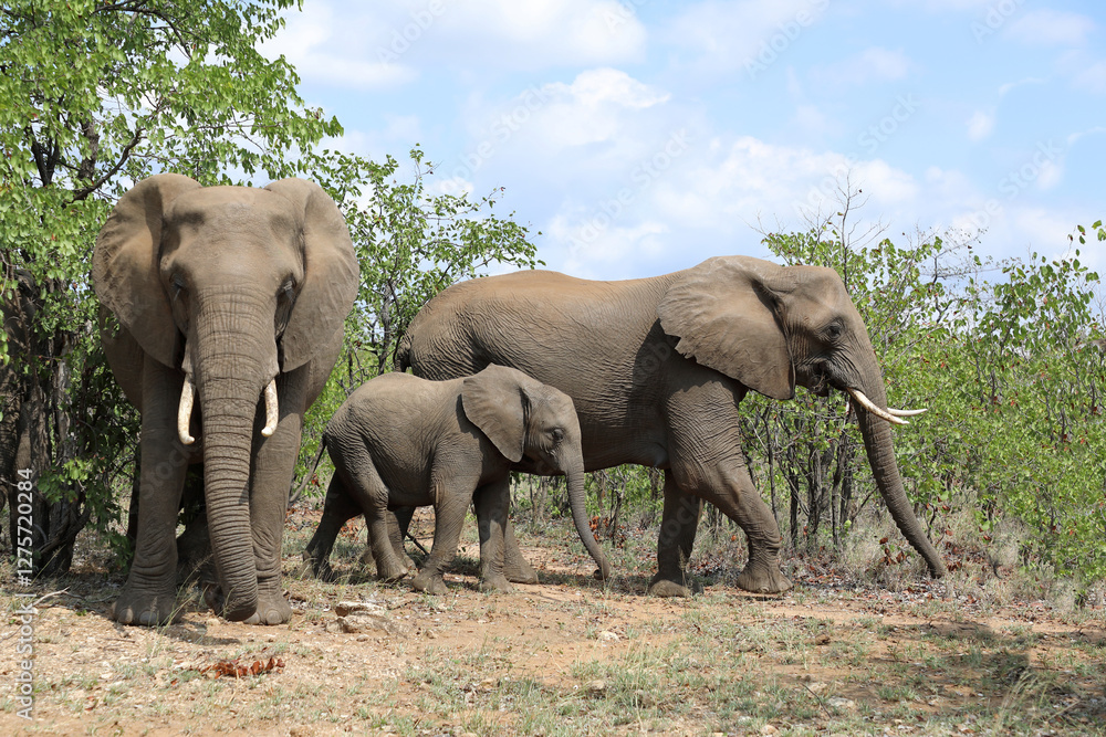 Afrikanischer Elefant / African elephant / Loxodonta africana Afrikanischer Elefant / African elephant / Loxodonta africana