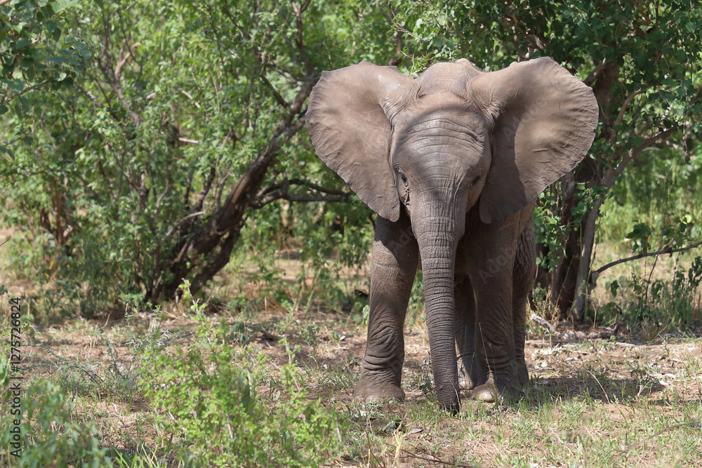 Fototapeta premium Afrikanischer Elefant / African elephant / Loxodonta africana