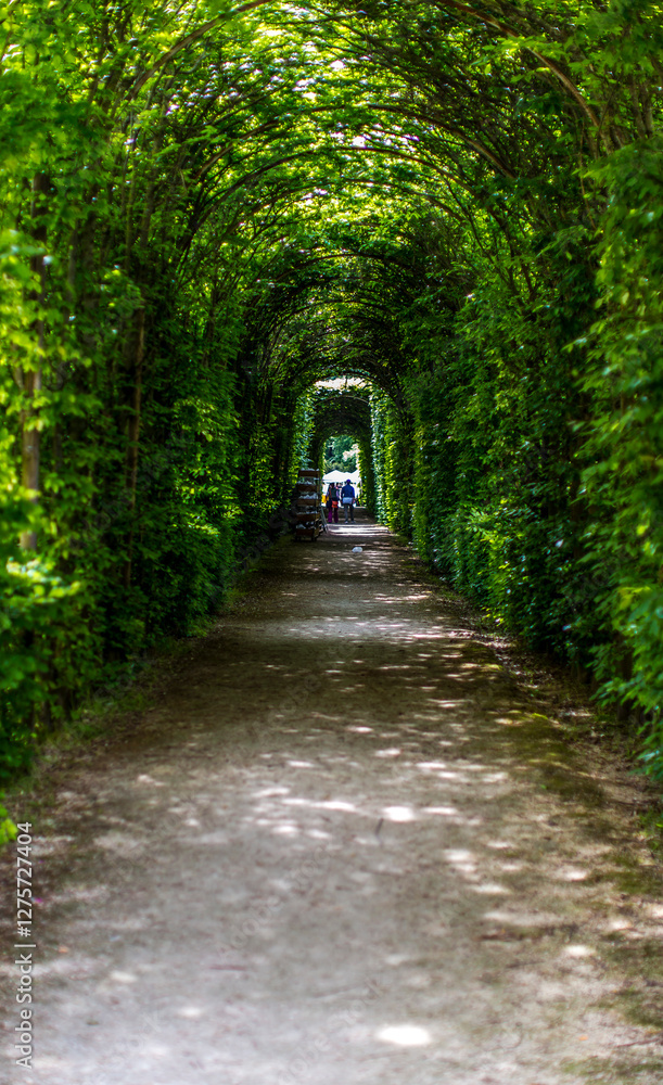 A pathway leads through a tunnel of trees within a park, surrounded by natural landscapes. The road surface is flanked by lush green grass, shrubs, and woodland plants A pathway leads through a tunnel of trees within a park, surrounded by natural landscapes. The road surface is flanked by lush green grass, shrubs, and woodland plants