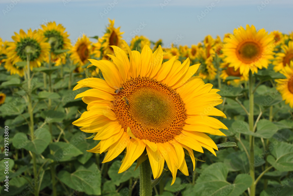 Sunflower Field Under a Summer Sky Sunflower Field Under a Summer Sky