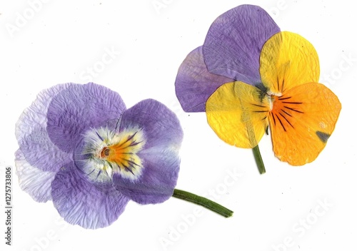 Pressed viola flowers on a white background.