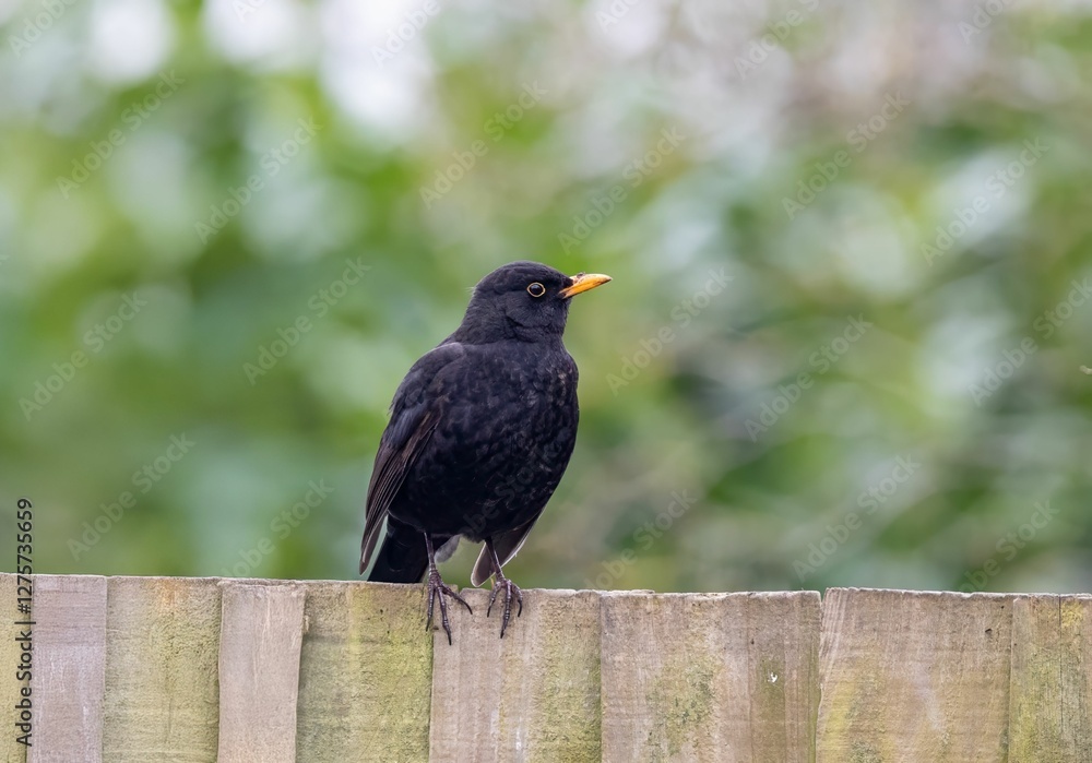 Fototapeta premium Solitary blackbird perched on a wooden fence with blurred green foliage in the background.