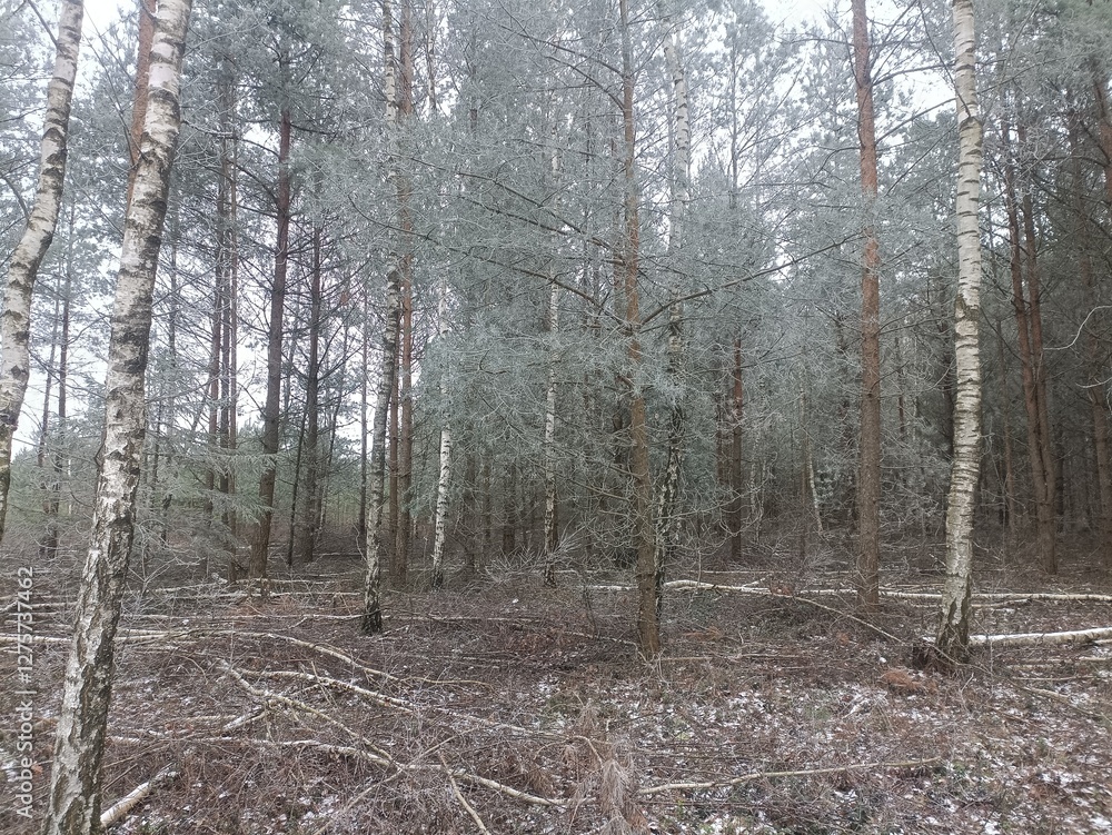 Rekyva forest and lake during cloudy winter day. Pine and birch tree woodland. Frozen lake. Bushes and small trees are growing in woods. Cloud day with clouds in sky. Snowy. Nature. Rekyvos miskas. Rekyva forest and lake during cloudy winter day. Pine and birch tree woodland. Frozen lake. Bushes and small trees are growing in woods. Cloud day with clouds in sky. Snowy. Nature. Rekyvos miskas.