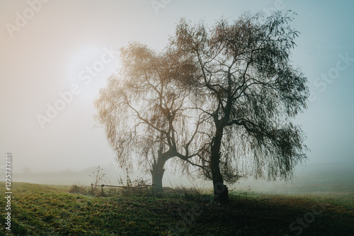 Wallpaper Mural Willow Tree in the Mist: A Majestic Silhouette Framed by the Warm Hues of an Autumn Sun Torontodigital.ca