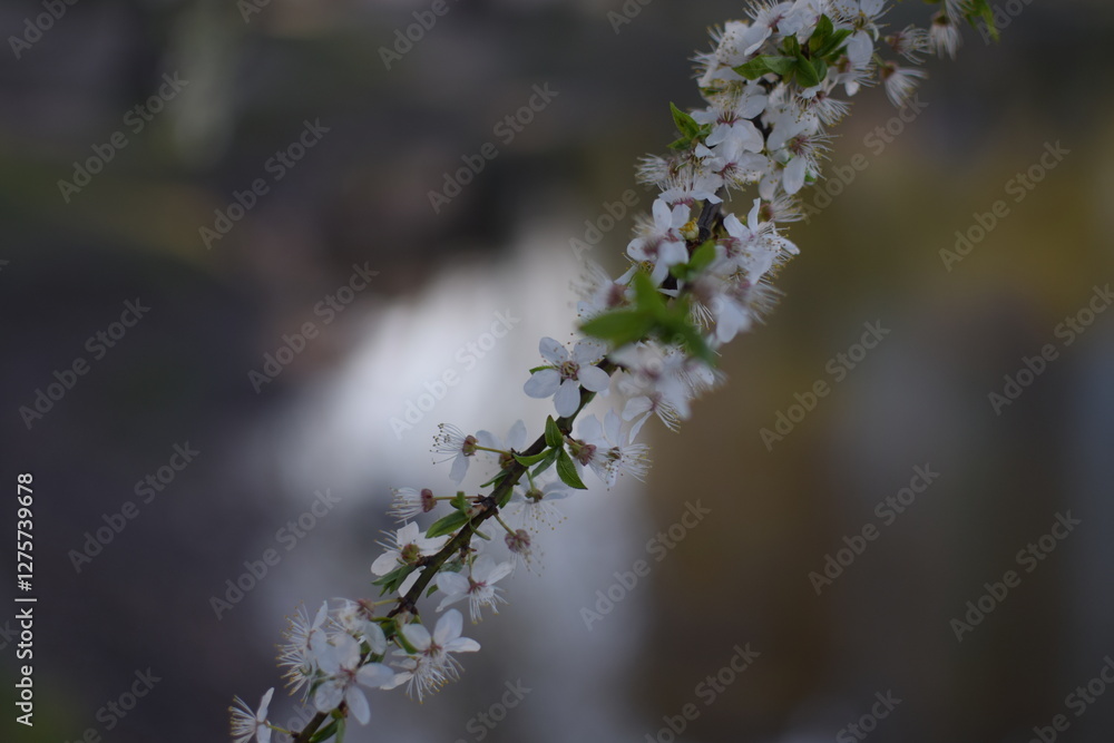 Spring Awakening: Blooming Branches in Soft Light Spring Awakening: Blooming Branches in Soft Light