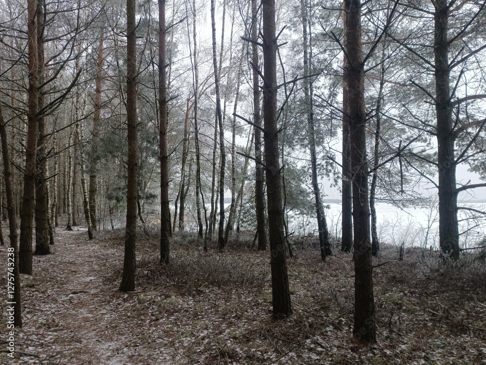 Rekyva forest and lake during cloudy winter day. Pine and birch tree woodland. Frozen lake. Bushes and small trees are growing in woods. Cloud day with clouds in sky. Snowy. Nature. Rekyvos miskas. Rekyva forest and lake during cloudy winter day. Pine and birch tree woodland. Frozen lake. Bushes and small trees are growing in woods. Cloud day with clouds in sky. Snowy. Nature. Rekyvos miskas.