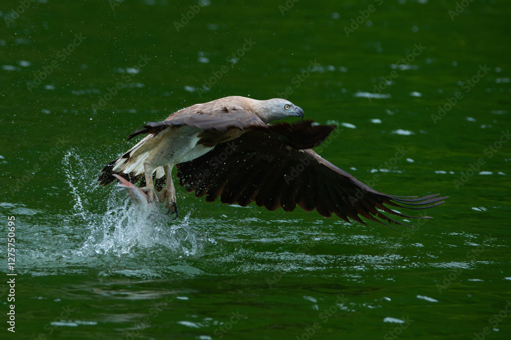 Fototapeta premium Grey-headed fish eagle (Icthyophaga ichthyaetus) flying with dive maneuver to catch fish on Singapore Quarry lake, natural background