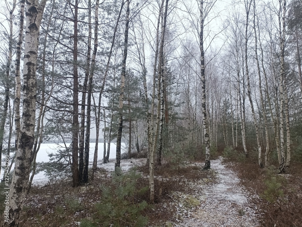 Rekyva forest and lake during cloudy winter day. Pine and birch tree woodland. Frozen lake. Bushes and small trees are growing in woods. Cloud day with clouds in sky. Snowy. Nature. Rekyvos miskas. Rekyva forest and lake during cloudy winter day. Pine and birch tree woodland. Frozen lake. Bushes and small trees are growing in woods. Cloud day with clouds in sky. Snowy. Nature. Rekyvos miskas.