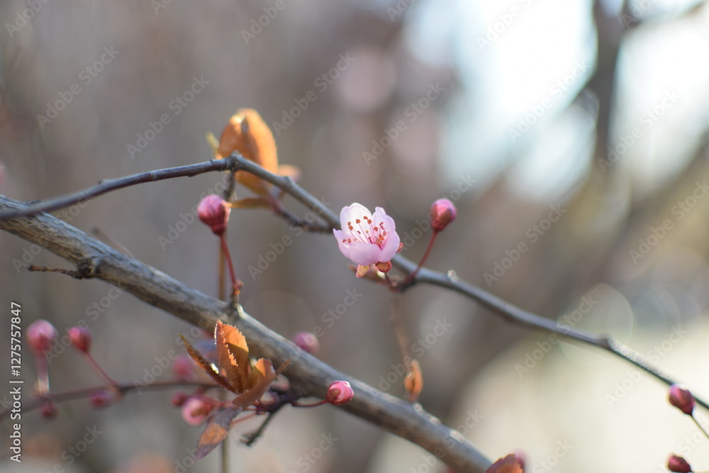 Spring Awakening: Blooming Branches in Soft Light Spring Awakening: Blooming Branches in Soft Light