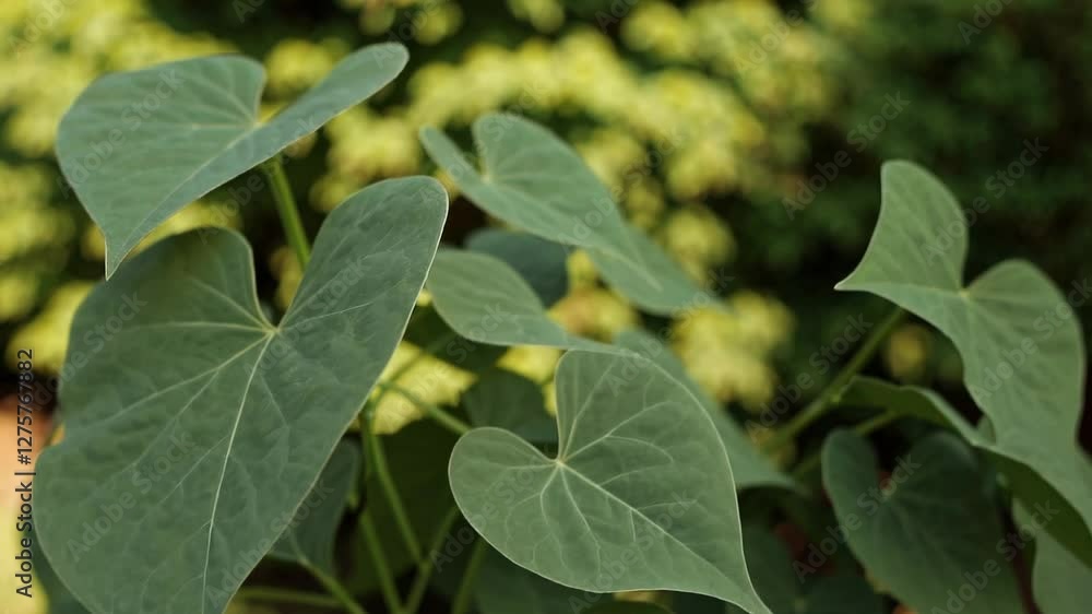 Close-up video of heart-shaped green leaves, captured from a low angle, showcasing natural textures and vibrant foliage in soft sunlight. Close-up video of heart-shaped green leaves, captured from a low angle, showcasing natural textures and vibrant foliage in soft sunlight.