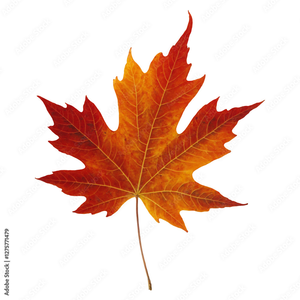 Fototapeta premium autumn maple leaf