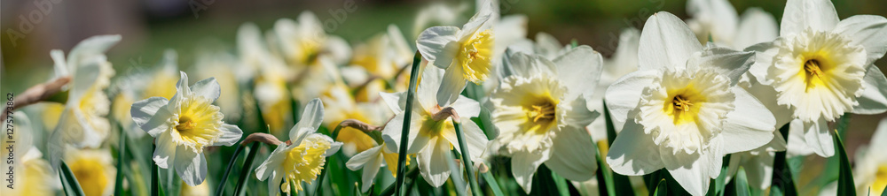 Blooming white daffodils in the garden.
