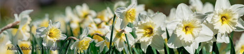 Obraz na płótnie Blooming white daffodils in the garden. w salonie