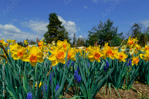 Yellow Daffodils Under a Clear Blue Sky with Vibrant Green Foliage