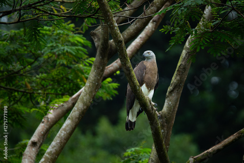 Photography Grey-headed fish eagle (Icthyophaga ichthyaetus) perching on big tree branch at a lakeside  waiting for fish to eat