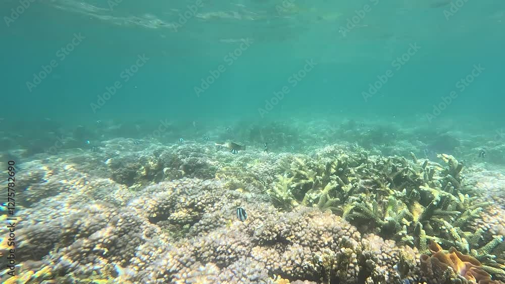 Scuba diving in shallow waters of Mauritius. Vibrant coral reefs teeming with colorful small fish, creating a mesmerizing underwater scene. Scuba diving in shallow waters of Mauritius. Vibrant coral reefs teeming with colorful small fish, creating a mesmerizing underwater scene.