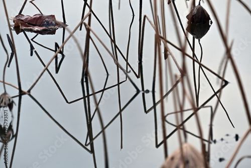 枯れたハスの茎と葉っぱが水面に映り込み、幾何学模様を描いている風景 photo