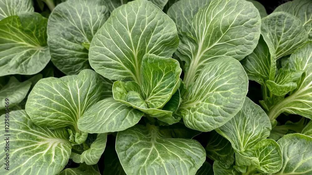 Fresh green bok choy growing in a garden bed under natural light during daytime Fresh green bok choy growing in a garden bed under natural light during daytime