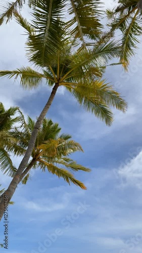 Tropical palms during wind in Maldives beach 
