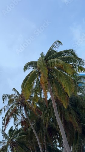 Tropical palms during wind in Maldives beach 