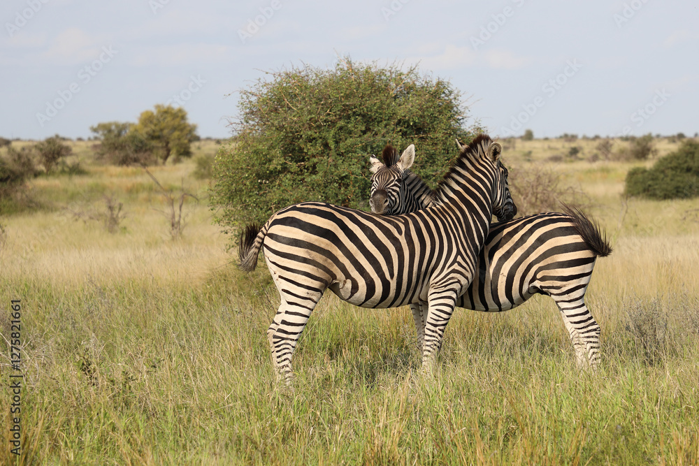 Fototapeta premium Steppenzebra / Burchell's zebra / Equus quagga burchellii