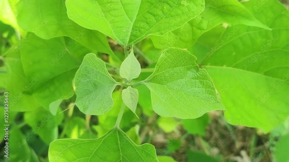 Phaseolus vulgaris Bean Plant with Delicate Flowers and Twisting Vines in a Natural Setting. Phaseolus vulgaris Bean Plant with Delicate Flowers and Twisting Vines in a Natural Setting.