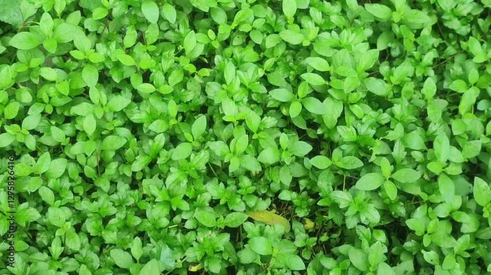 Lush Bright Green Vegetation Covering the Ground in a Dense Natural Outdoor Setting. Lush Bright Green Vegetation Covering the Ground in a Dense Natural Outdoor Setting.