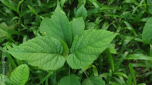 Wallpaper Mural Clerodendrum infortunatum Showcasing Delicate White Blooms in a Lush Green Environment. Torontodigital.ca