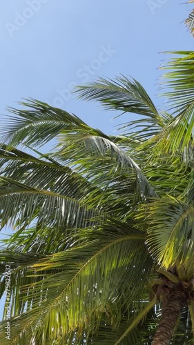 Tropical palms during wind in Maldives beach 