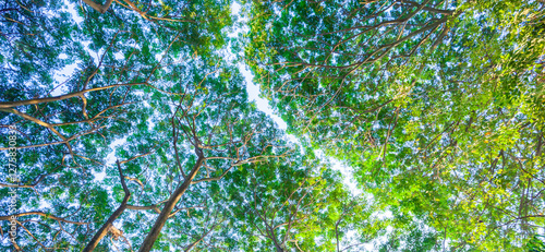 view of green leaves. Treetops seen from a low angle.
looking up of abundance tropical forest tree with green leaves.