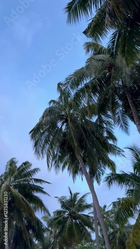 Tropical palms during wind in Maldives beach 