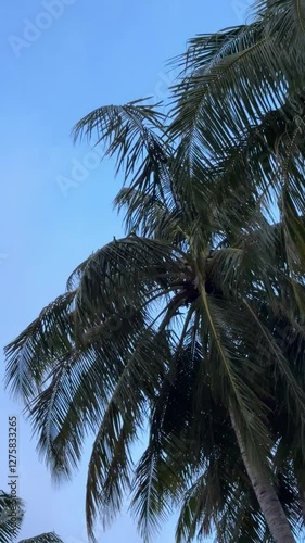 Tropical palms during wind in Maldives beach 