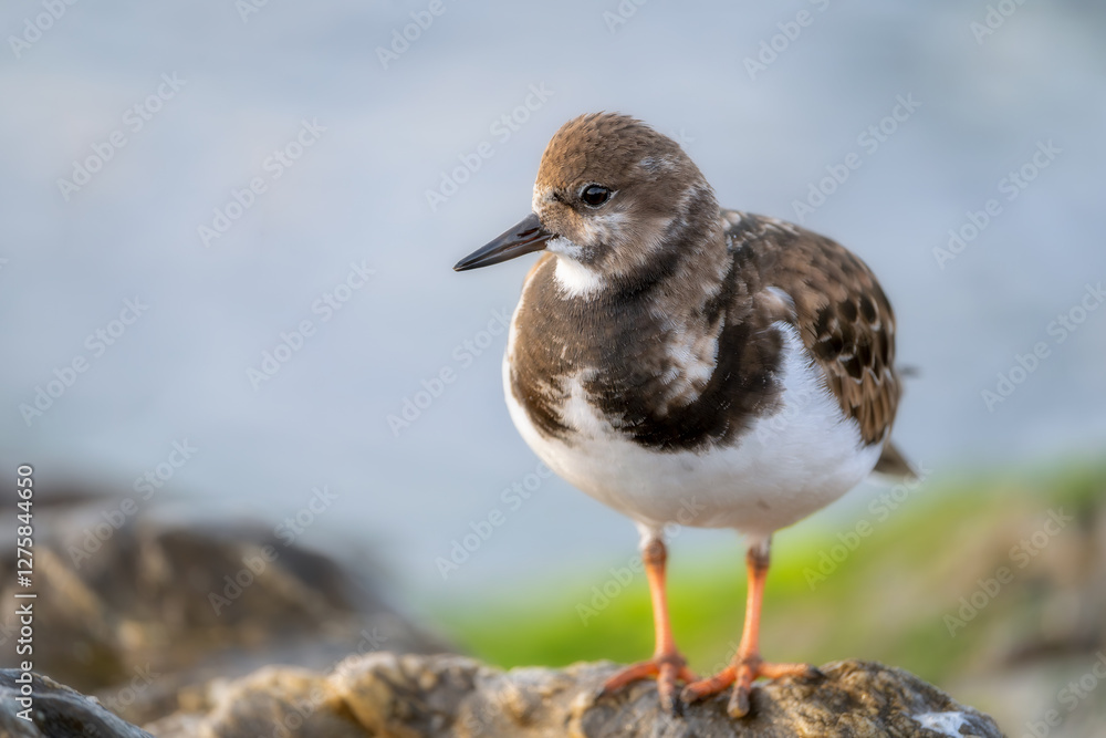 Ruddy Turnstone Ruddy Turnstone