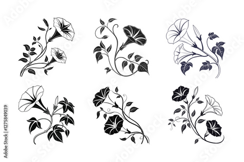 Morning Glory (Ipomoea spp.) silhouette vector illustration