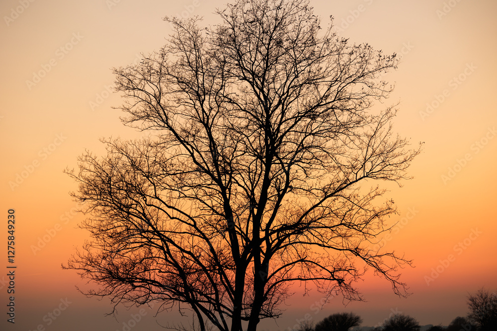 dettaglio della sagoma nera di un albero spoglio e senza foglie, in inverno, in controluce, con il cielo arancione sullo sfondo, al tramonto