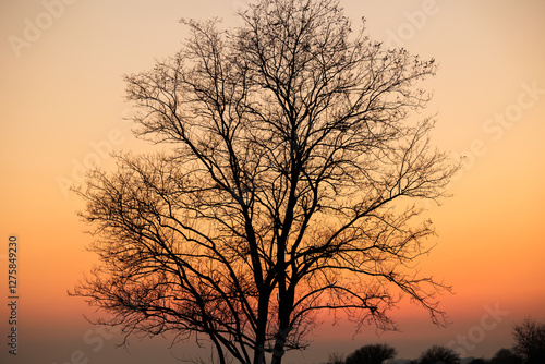 Obraz na płótnie dettaglio della sagoma nera di un albero spoglio e senza foglie, in inverno, in controluce, con il cielo arancione sullo sfondo, al tramonto w salonie