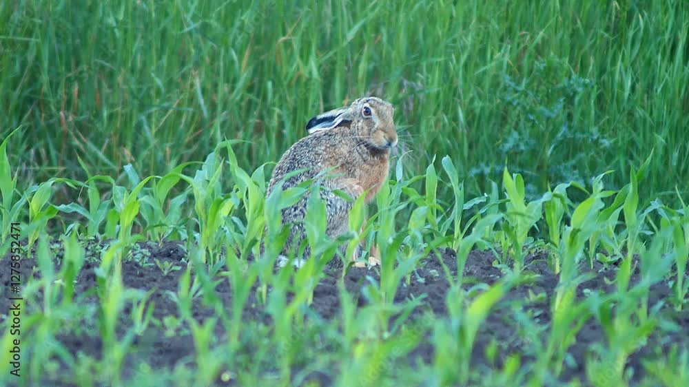 one European hare (Lepus europaeus) runs across a young corn field and looks for food in Hanover, Lower Saxony, Germany, Europe one European hare (Lepus europaeus) runs across a young corn field and looks for food in Hanover, Lower Saxony, Germany, Europe
