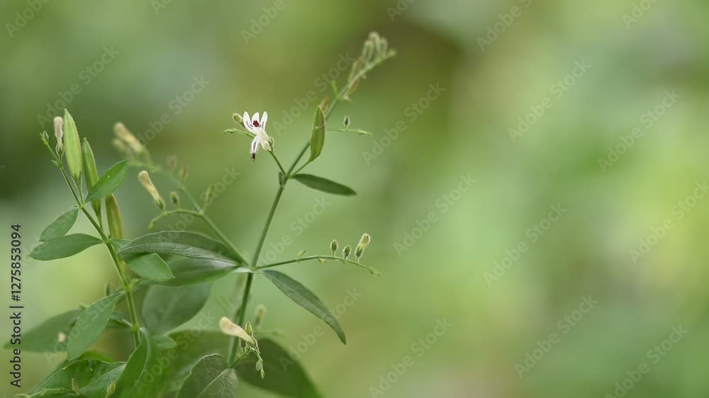 Kariyat or Andrographis paniculata branch green leaves and flowers on natural background. Kariyat or Andrographis paniculata branch green leaves and flowers on natural background.