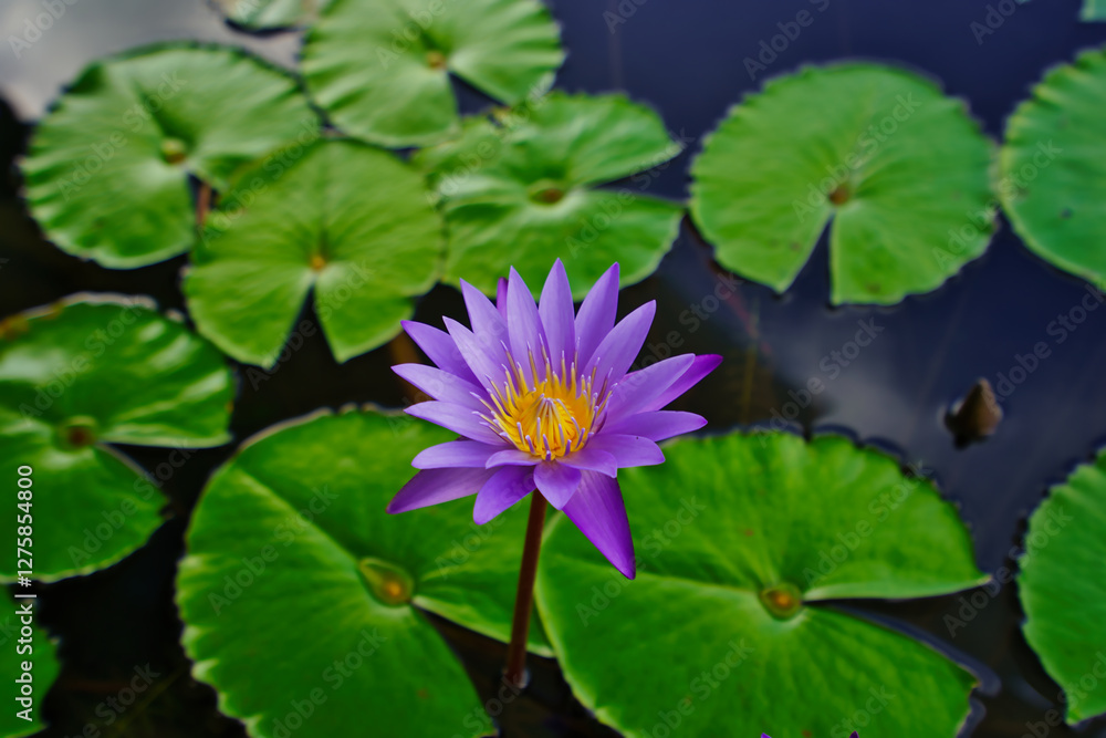 High-resolution Macro Beautiful flowers of blue water lily, also called blue lotus, Nymphaea nouchali var. caerulea