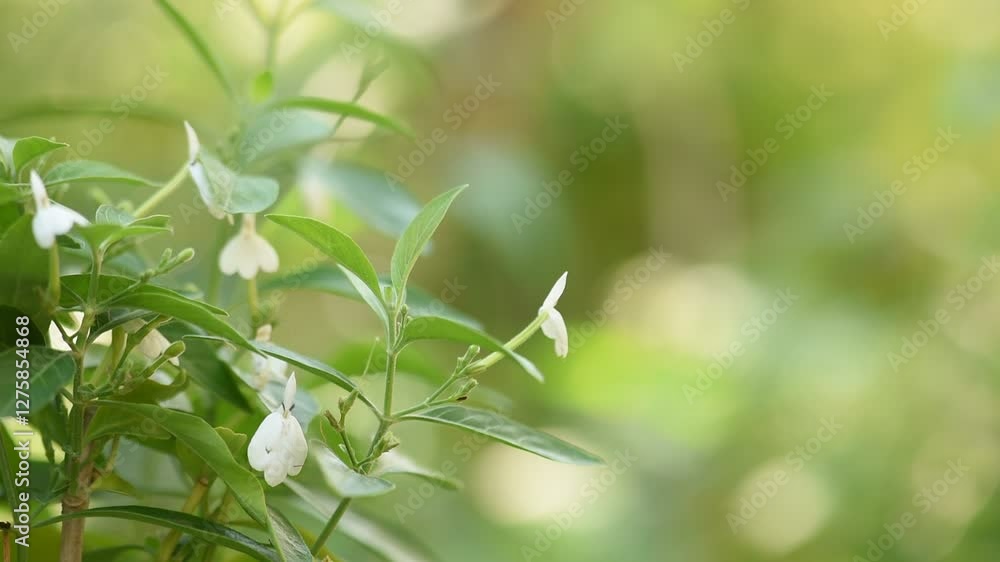 White crane flower or Rhinacanthus nasutus branch green leaves and flowers on natural background. White crane flower or Rhinacanthus nasutus branch green leaves and flowers on natural background.