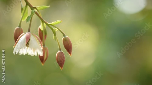 Khrai yoi or Elaeocarpus grandiflorus J. E. Sm. branch flowers on natural background. photo