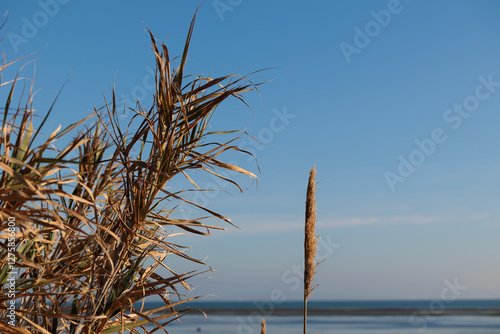 Obraz na płótnie dettaglio di piante secche di palude lungo la costa sul mare Adriatico, di giorno, con cielo sereno sullo sfondo, di giorno, in inverno w salonie